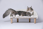 young Maine Coon