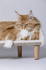 lying Maine Coon