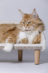 lying Maine Coon