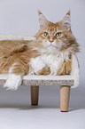 lying Maine Coon