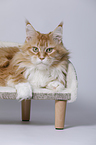 lying Maine Coon