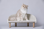 young Maine Coon