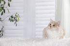 young Maine Coon