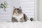 young Maine Coon