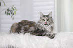 lying Maine Coon