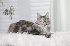 lying Maine Coon