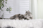 lying Maine Coon