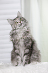 sitting Maine Coon