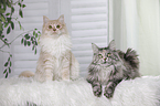 2 Maine Coons