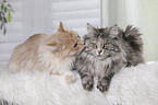 2 Maine Coons