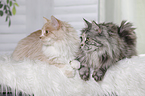 2 Maine Coons