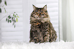 young Maine Coon