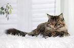 young Maine Coon