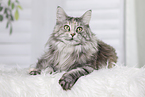 lying Maine Coon