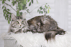 lying Maine Coon