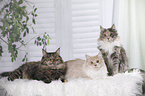 3 Maine Coons