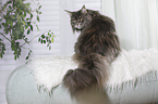 sitting Maine Coon