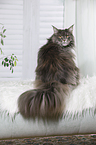 sitting Maine Coon