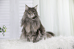 sitting Maine Coon