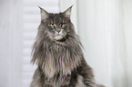 Maine Coon Portrait