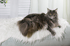 lying Maine Coon