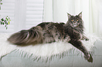 lying Maine Coon