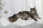 lying Maine Coon