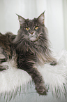 lying Maine Coon