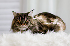 lying Maine Coon