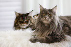 lying Maine Coons