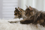 lying Maine Coons