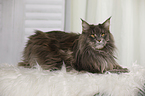 lying Maine Coon