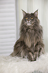 sitting Maine Coon