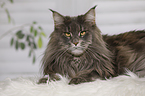 lying Maine Coon