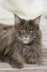lying Maine Coon