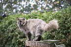 Maine Coon