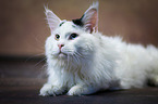 lying Maine Coon