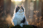 sitting Maine Coon