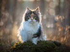 sitting Maine Coon