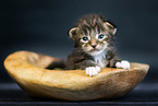 Maine Coon Kitten