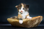 Maine Coon Kitten