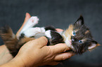 Maine Coon Kitten