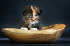 Maine Coon Kitten