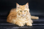 lying Maine Coon