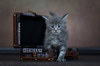 Maine Coon Kitten
