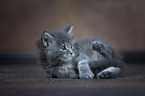 Maine Coon Kitten