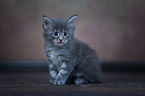 Maine Coon Kitten