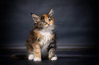 Maine Coon Kitten