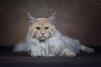 lying Maine Coon