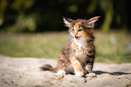 Maine Coon Kitten